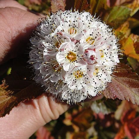Physocarpus Opulifolius 'Amber Jubilee' 2 Physocarpus Opulifolius 'Amber Jubilee' - Image 2