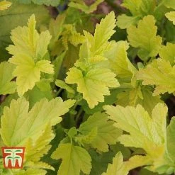 Physocarpus Opulifolius 'Angel Gold' -plant PHYS T66378 C