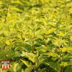 Physocarpus Opulifolius 'Angel Gold' -plant PHYS T66378 D