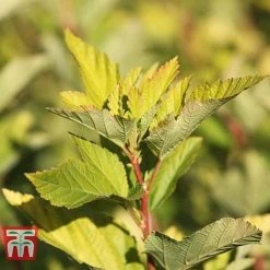 Physocarpus Opulifolius 'Angel Gold' -plant PHYS T66378 F