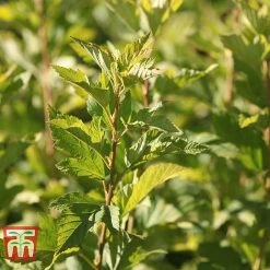 Physocarpus Opulifolius 'Angel Gold' -plant PHYS T66378 G