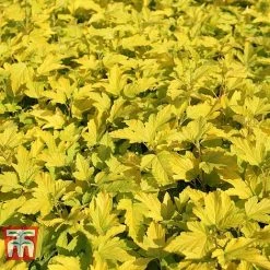 Physocarpus Opulifolius 'Angel Gold' -plant PHYS T66378 I