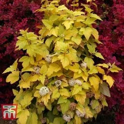 Physocarpus Opulifolius 'Angel Gold' -plant PHYS T66378 K