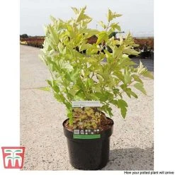 Physocarpus Opulifolius 'Angel Gold' -plant PHYS T66378 L