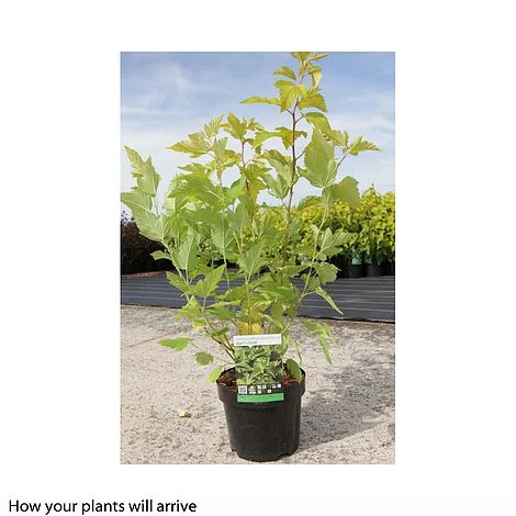 Physocarpus Opulifolius 'Darts Gold' 2 Physocarpus Opulifolius 'Darts Gold' - Image 2