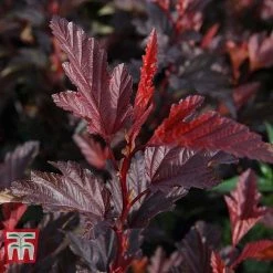 Physocarpus Opulifolius 'Little Angel' -plant PHYS T68148 B