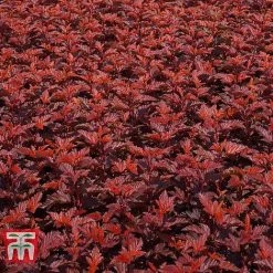 Physocarpus Opulifolius 'Little Angel' -plant PHYS T68148 C