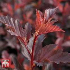 Physocarpus Opulifolius 'Little Angel' -plant PHYS T68148 E