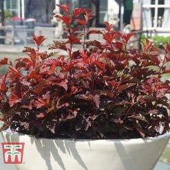 Physocarpus Opulifolius 'Little Angel' -plant PHYS T68148 F