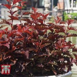 Physocarpus Opulifolius 'Little Angel' -plant PHYS T68148 G