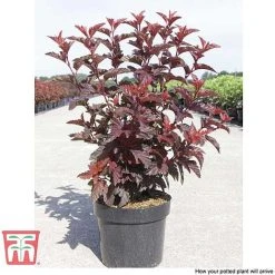 Physocarpus Opulifolius 'Little Angel' -plant PHYS T68148 H
