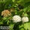 Physocarpus Capitatus 'Tilden Park'