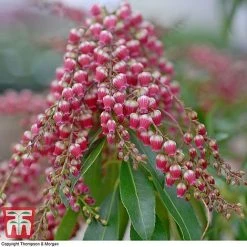 Pieris Japonica 'Passion' -plant PIER T58041 C