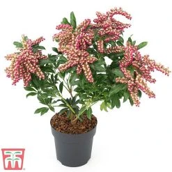 Pieris Japonica 'Passion' -plant PIER T58041 E