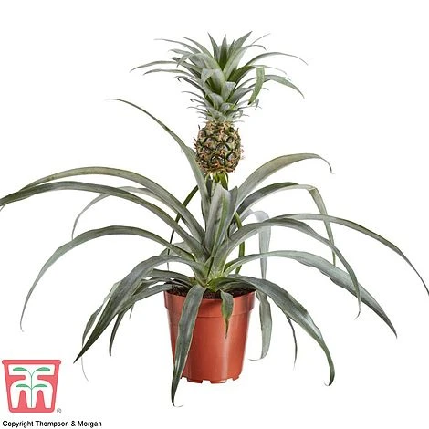Pineapple Plant 3 Pineapple Plant - Image 3