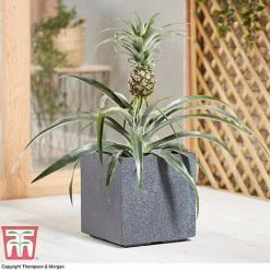 Pineapple Plant 9 Pineapple Plant -plant PINE KB1973 AD