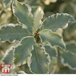 Pittosporum Tenuifolium 'Variegatum' -plant PITT T80318 B