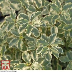 Pittosporum Tenuifolium 'Variegatum' -plant PITT T80318 D