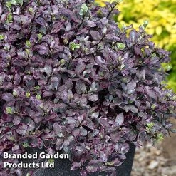 Pittosporum Tenuifolium 'Bannow Bay'