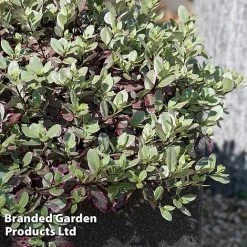 Pittosporum Tenuifolium 'Bannow Bay' -plant PITT BANNOWBAY S51057