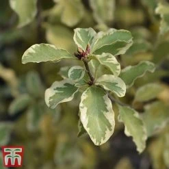 Pittosporum Tenuifolium 'Variegatum' -plant PITT VARIEGATU W34587 TM