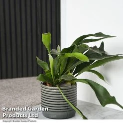 Nurseryman's Choice Indoor Fern Mix 12 Nurseryman's Choice Indoor Fern Mix -plant PLAT BIFURCATU T44750