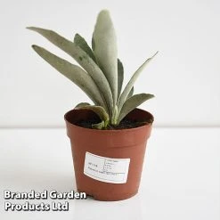 Platycerium Veitchii 'Braam' 8 Platycerium Veitchii 'Braam' -plant PLAT BRAAM12CM T44576