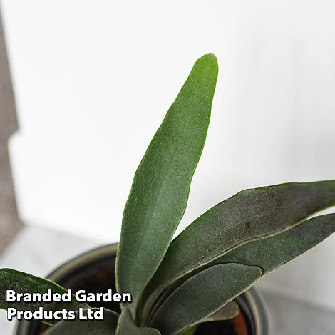 Platycerium Veitchii 'Braam' 2 Platycerium Veitchii 'Braam' - Image 2