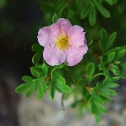Potentilla Fruticosa 'Pink Paradise' -plant POTE T58122 C