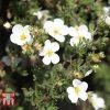 Potentilla Fruticosa 'White Lady'