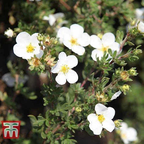 Potentilla Fruticosa 'White Lady' 1 Potentilla Fruticosa 'White Lady'
