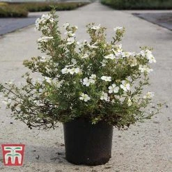 Potentilla Fruticosa 'White Lady' 10 Potentilla Fruticosa 'White Lady' -plant POTE T62078 B
