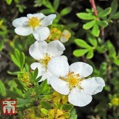 Potentilla Fruticosa 'White Lady' 8 Potentilla Fruticosa 'White Lady' -plant POTE T62078 E