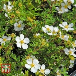 Potentilla Fruticosa 'White Lady' 9 Potentilla Fruticosa 'White Lady' -plant POTE T62078 F