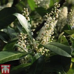 Prunus Laurocerasus 'Etna' -plant PRUN T58250 C