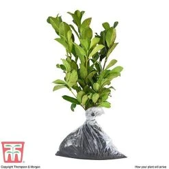 Prunus Laurocerasus 'Etna' -plant PRUN T58250 D