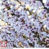Prunus Incisa 'Kojo-No-Mai'