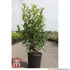 Prunus Laurocerasus 'Caucasica' -plant PRUN T66412T C