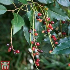 Prunus Lusitanica -plant PRUN T66415T C