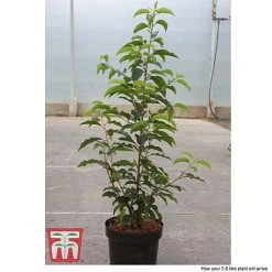 Prunus Lusitanica -plant PRUN T66415T D