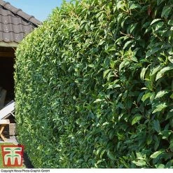 Prunus Lusitanica 'Angustifolia'