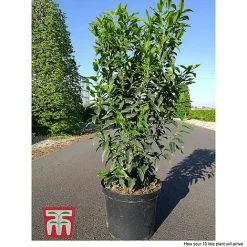 Prunus Lusitanica 'Angustifolia' -plant PRUN T66416 D1