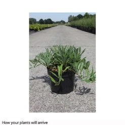 Prunus Pumila 'Depressa'