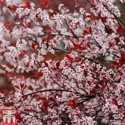 Prunus X Cistena -plant PRUN TKA3390 D