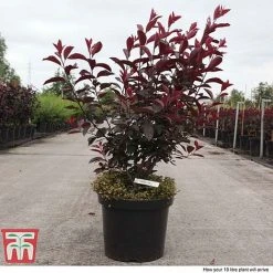 Prunus X Cistena -plant PRUN TKA3390 F