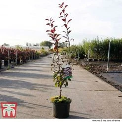 Prunus X Cistena -plant PRUN TKA3390 G