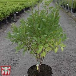 Prunus Tenella 'Fire Hill' -plant PRUN TKA3410 A