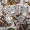 Prunus Incisa 'Mikinori'