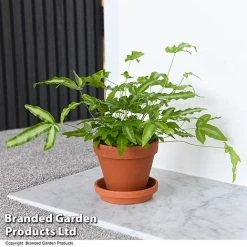 Nurseryman's Choice Indoor Fern Mix 13 Nurseryman's Choice Indoor Fern Mix -plant PTER ALBOLINEA T43606