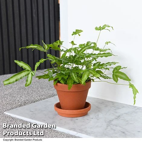 Nurseryman's Choice Indoor Fern Mix 7 Nurseryman's Choice Indoor Fern Mix - Image 7